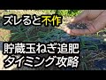 【プロ農家直伝】タマネギの追肥をするなら絶対にこのタイミング！見極める3つの極意