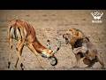 NAMIBIA | Predators vs Prey in Earth’s Harshest Survival Zone |  Nature Animal Documentary