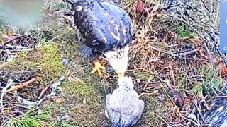 RAIN. COLD. EAGLET HIDES IN ANNA. ANNA FEEDS CHICK. KISATCHIE NATIONAL FOREST NEST CAM. 2023.02.02..