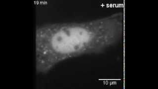 Actin remodelling drives nuclear translocation of MKL