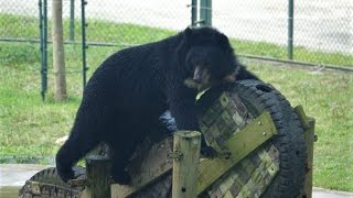 Moon bear playing on wooden wheels