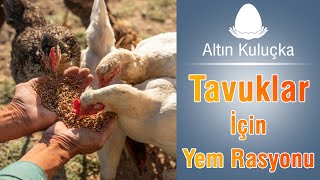Tavukların Yem Rasyonu Ve Tahıl Karışımı Salma Tavukçuluk