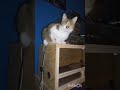 Ostružinka the Cat #cat #catshorts #catlove #catlover #catvideos #carvideo