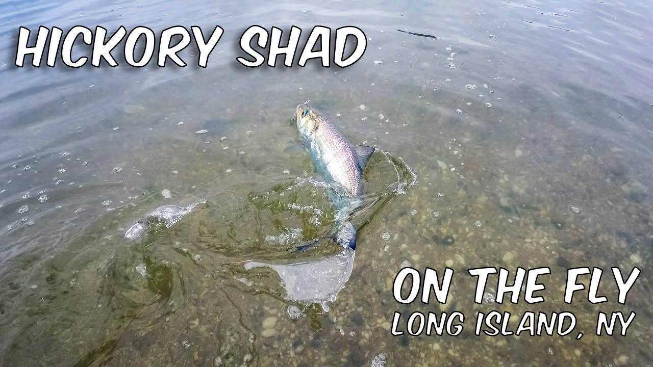Fly Fishing for Shad New York YouTube