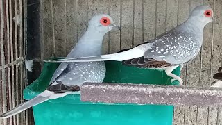 Pide dove most demanding birds/// Complete information