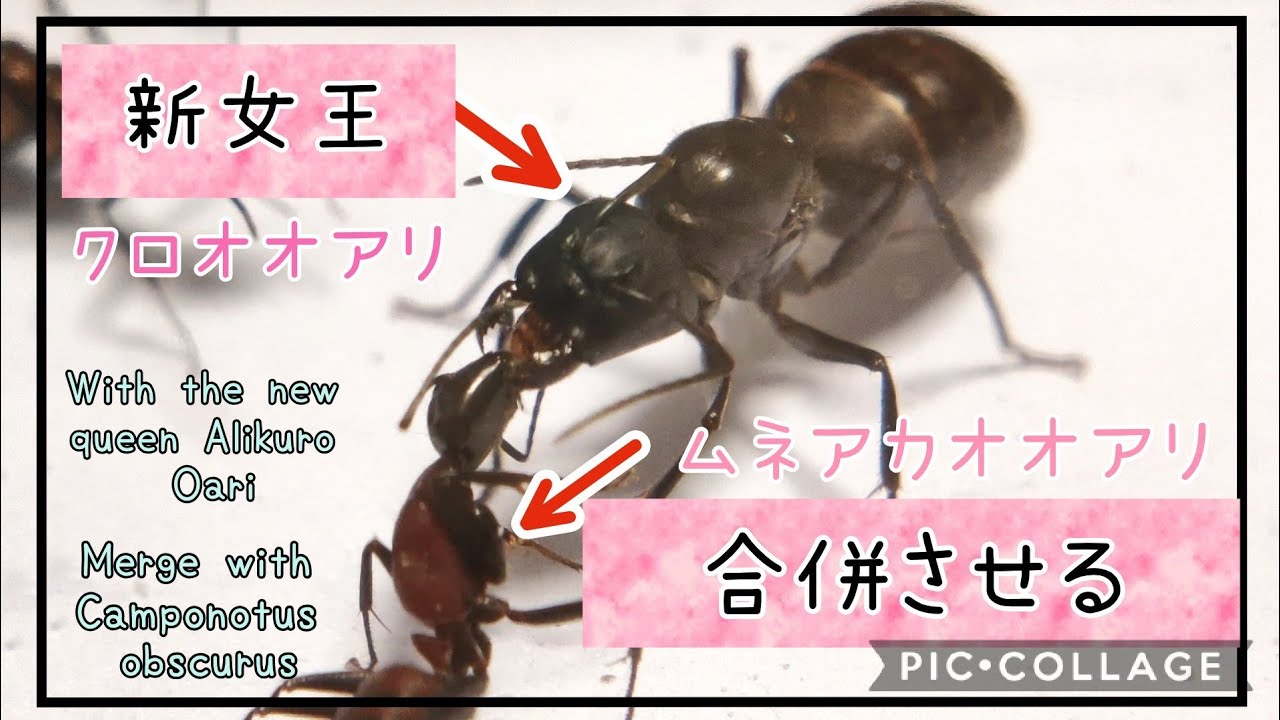 アリ飼育 94 新女王蟻クロオオアリにムネアカオオアリのワーカーを合併させるmerge The New Queen Ant With A Worker Of Camponotus Obscurus Youtube