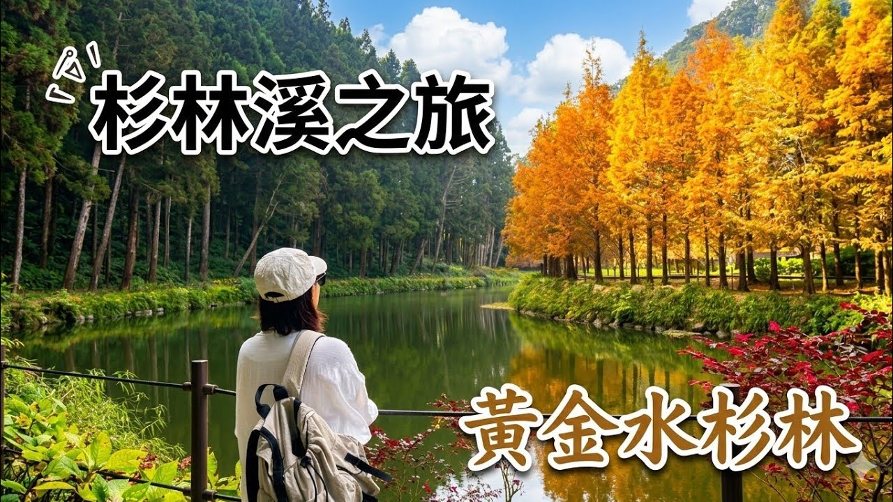 【南投  杉林溪】夢幻的金色樹海黃金水杉林|紅的透測的波波草|如詩如畫銀杏湖