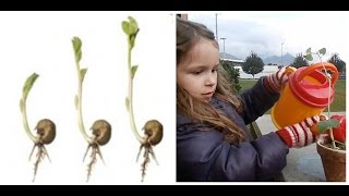 How to Grow a Bean Plant? | Science for Kids