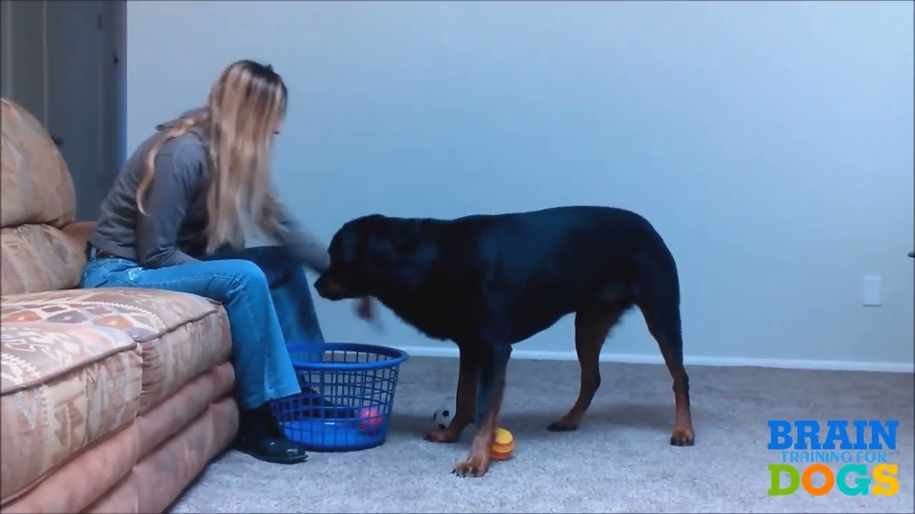 Brain Training for Your Dogs   Turn Your Dog into a Genius!