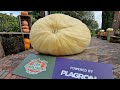The timelapse of 2022  from seed to 300 kg pumpkin