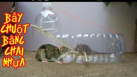 chia sẻ làm bẫy chuột tại nhà bằng chai nhựa đơn giản hiệu quả- Mouse trap.