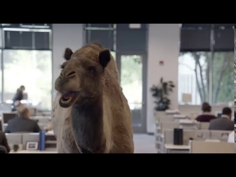 Geico Hump Day REMIX Guess What It Is Camel FINAL Happier Than A On Wednesday