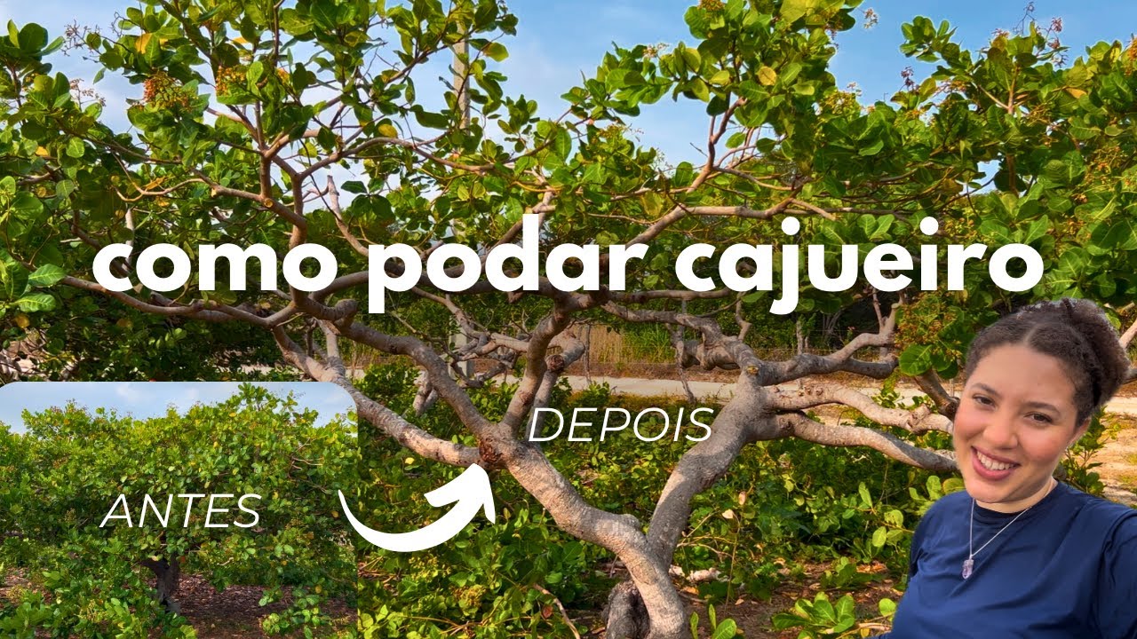 Como podar cajueiro anão precoce 🌳 #cajueiro #castanhadecaju