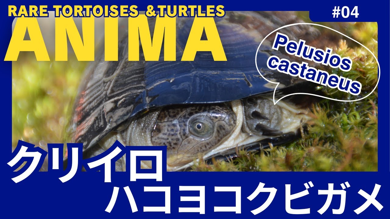 ANIMA の クリイロ  【 ANIMA’ｓ Pelusios castaneus 】