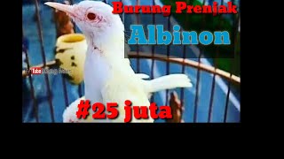 Download lagu BURUNG PRENJAK LANGKA || ALBINO MATA MERAH || HARGA 25 JUTA