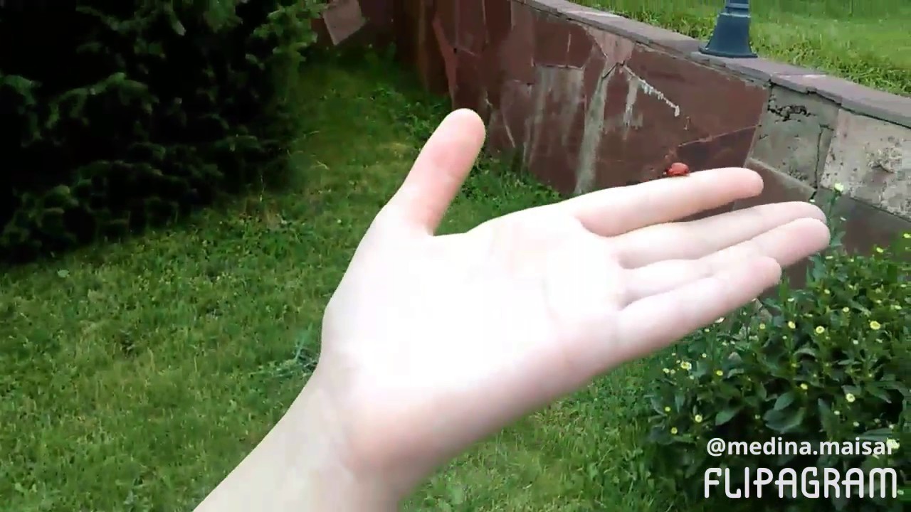 Божья коровка улети на небо... - YouTube