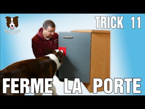 Vidéo: Comment apprendre à un chien à pousser les portes avec ses pattes