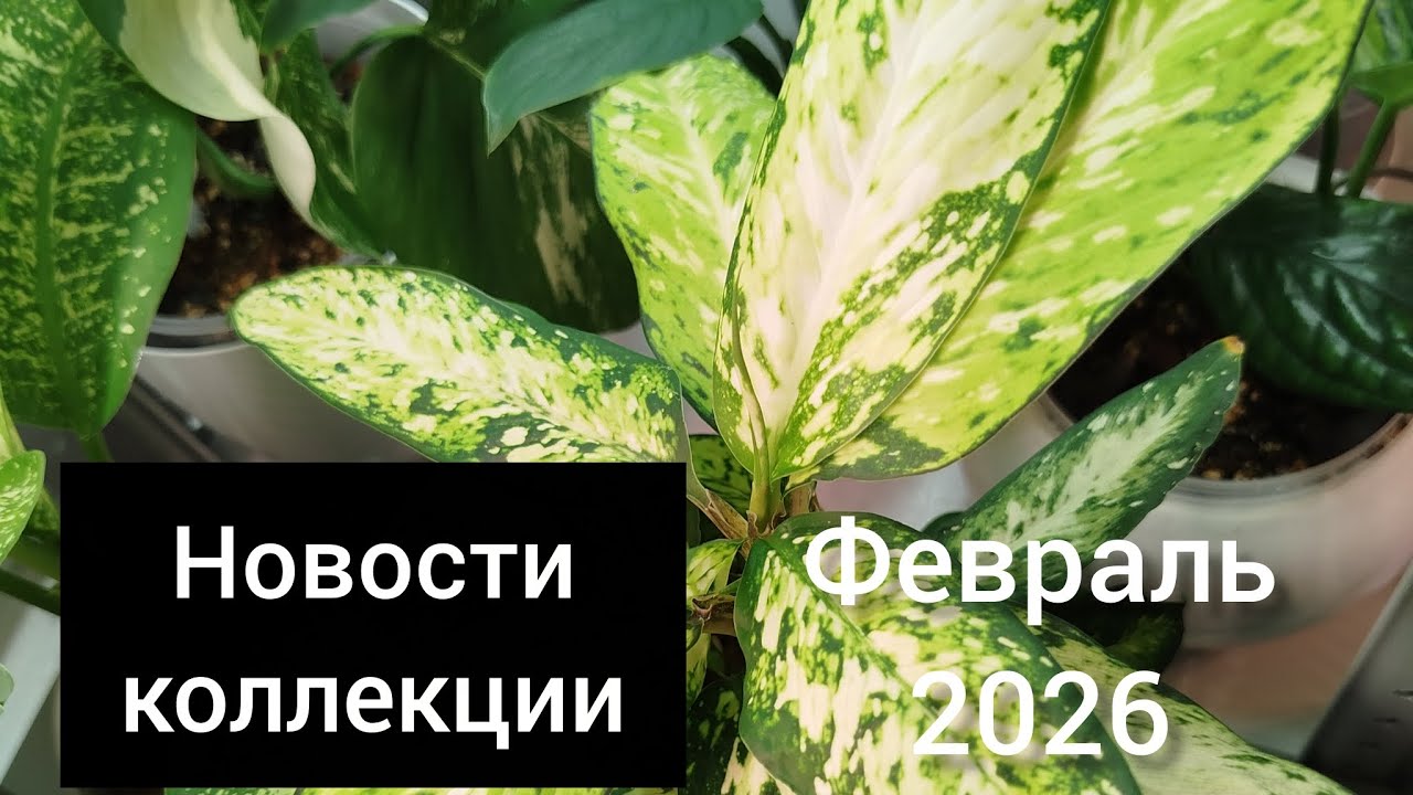 НОВОСТИ КОЛЛЕКЦИИ. ФЕВРАЛЬ 2026