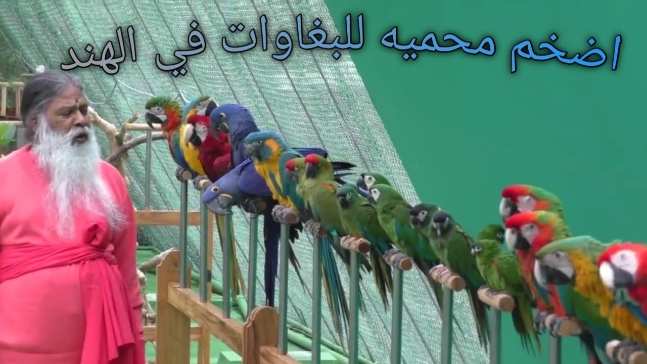 اكبر واجمل محميه للببغاوات في الهند