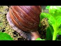 From Shell to Serenity, Understanding the Gentle World of Snails 