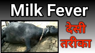 मिल्क फीवर का देसी बचाव इलाज milk fever in cows Cattle buffalo animals