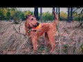 Frida - an Irish Terrier の動画、YouTube動画。