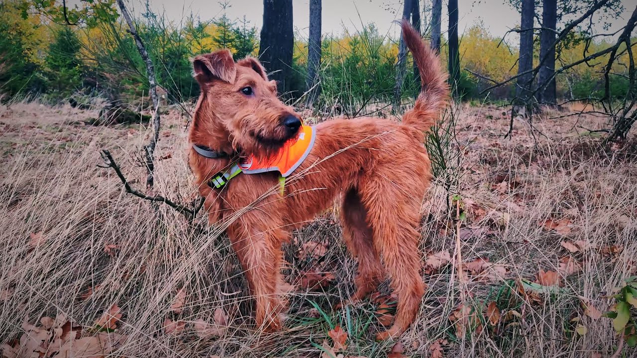 available irish terriers