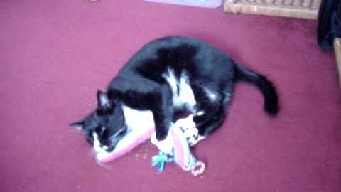 Dave Cat discovers Yeowww! catnip