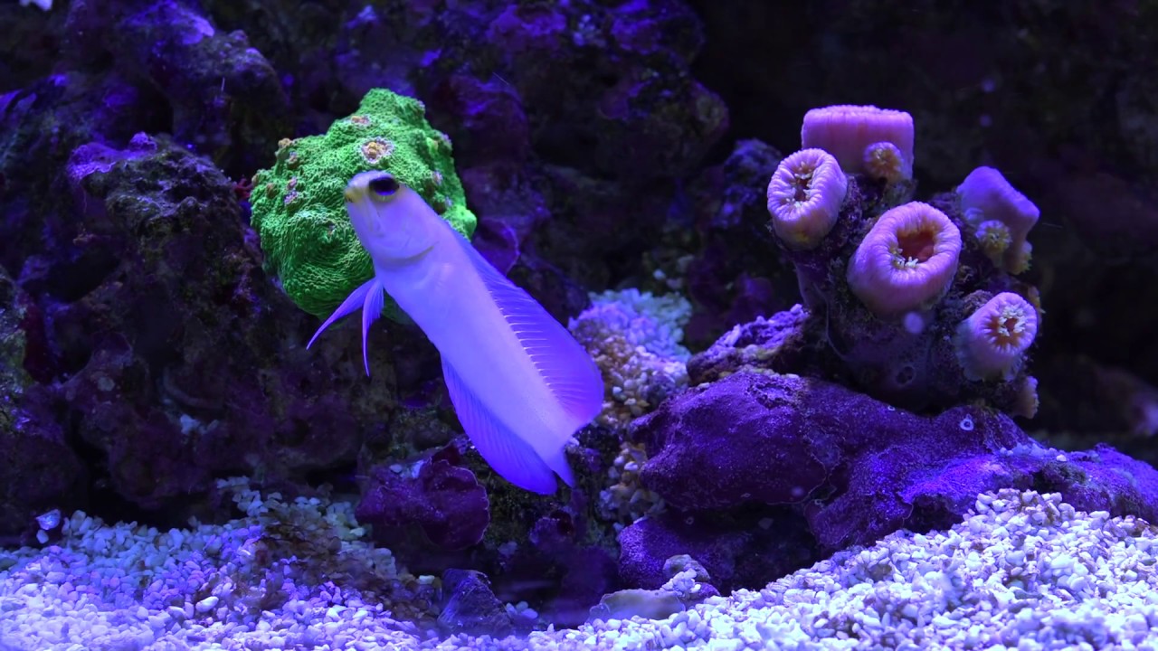 saltwater sushi & burger Quick Update On Mr. Saltwater Tank's 448g Build