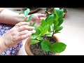 How to Grow Zz Plant (Care and Tips) ||ज़ीज़ी प्लांट|| 25 July, 2017
