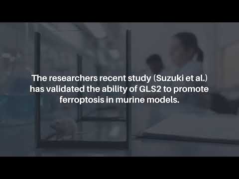 GLS2 Shapes Ferroptosis in Hepatocellular Carcinoma | Oncotarget