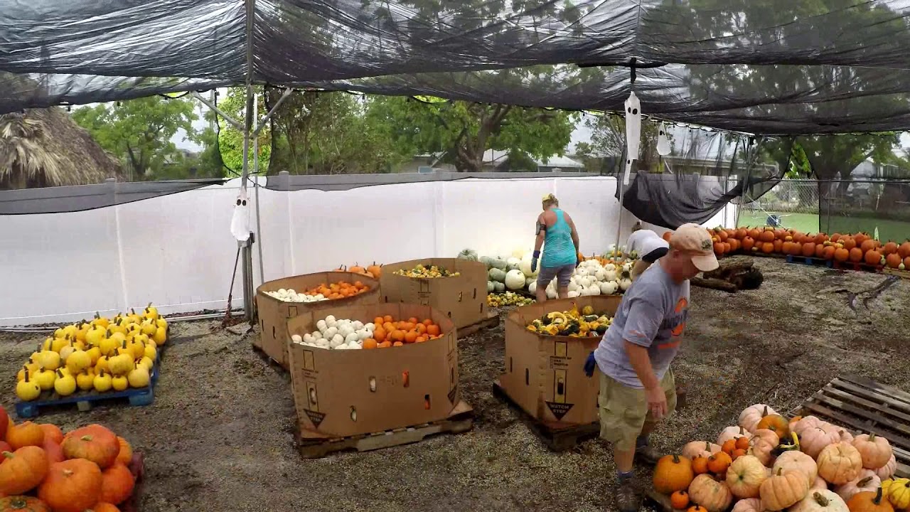 Marc House Key West Pumpkin Patch Time Lapse - YouTube