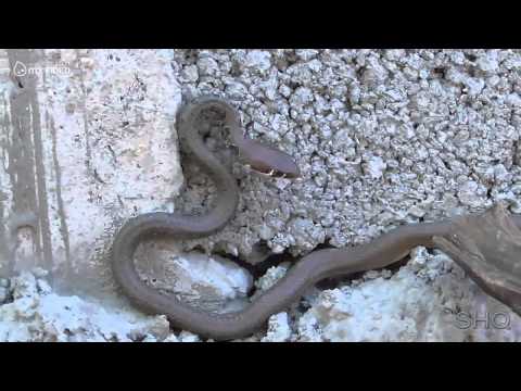 თბილსიში ბიჭმა გველი აწვალა და ბოლოს ხელზე უკბინა.