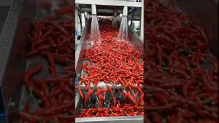 From Red Chillies to Chilli Flakes #amazingmachinery #food #fac #farming #tomato #food