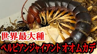 【世界最大種】最大４０ｃｍのペルビアンジャイアントオオムカデの食事を見せてもらった！！！　昆虫ハウス１０１号室