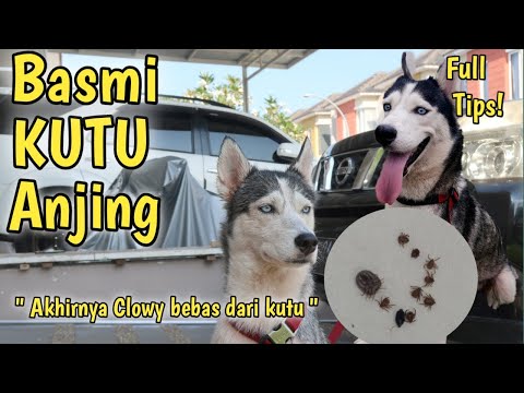 Video: 9 Cara Menghentikan Kutu Menggigit Anjing Anda, Dari Sampo Kutu Hingga Vacuums