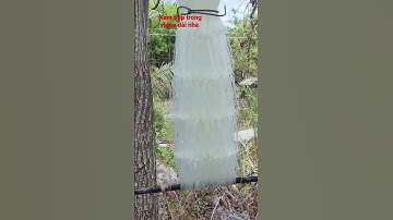 Đan Lưới cá chẽm thuê