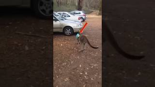 Best Kangaroo Encounters You Cannot Miss