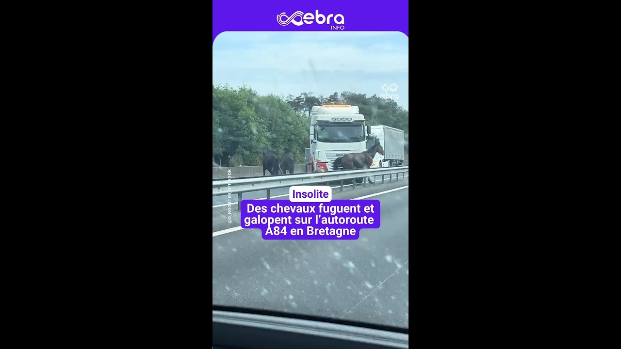 Des chevaux fuguent sur l'autoroute bretonne