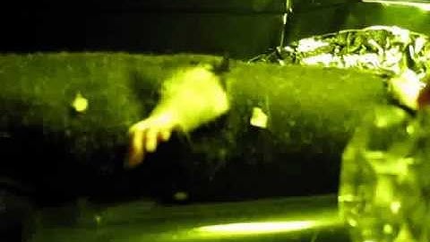 Light-evoked Somatosensory Perception of Transgenic Rats That Express ChR2 in DRG: Forepaw Blue