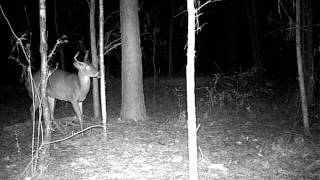 Cow Horn Buck