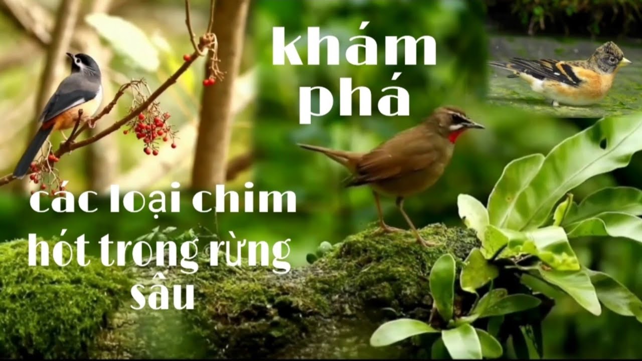 Khám Phá Các Loại Chim Trong Rừng Sâu- Discover Birds In The Deep ...