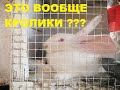 У нас живут Великаны! Кролики Ризен Доработка клеток Клетки для кроликов Снос теплицы