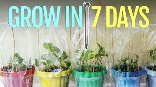 THESE HERBS GROW IN 7 DAYS, EXCEPT 1