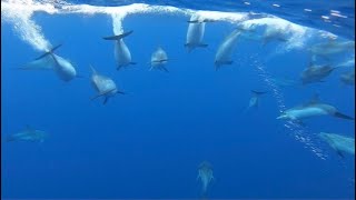 Atlantic Crossing in a 2019 Motor Yacht Lagoon 630