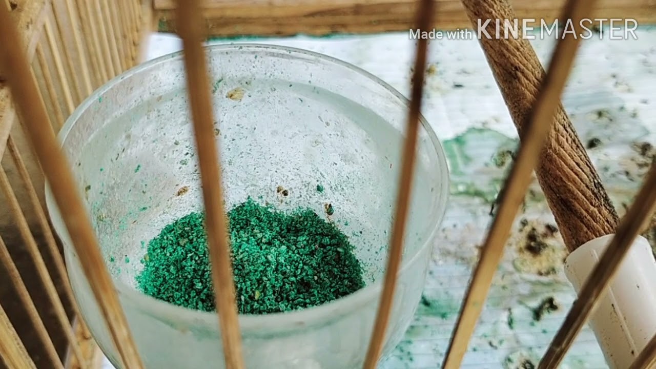 Koleks Baru - Srigunting abu / Kelabu