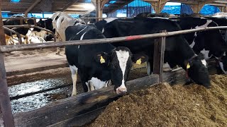 MILKING DAIRY COWS WITH ROBOTS