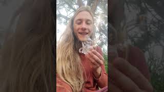 Cannatreevus Reviews Summit Concentrate (Grape Ape Sugar Wax) Colorado, Aug 10th 2021)