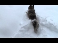 Dog vs Snow