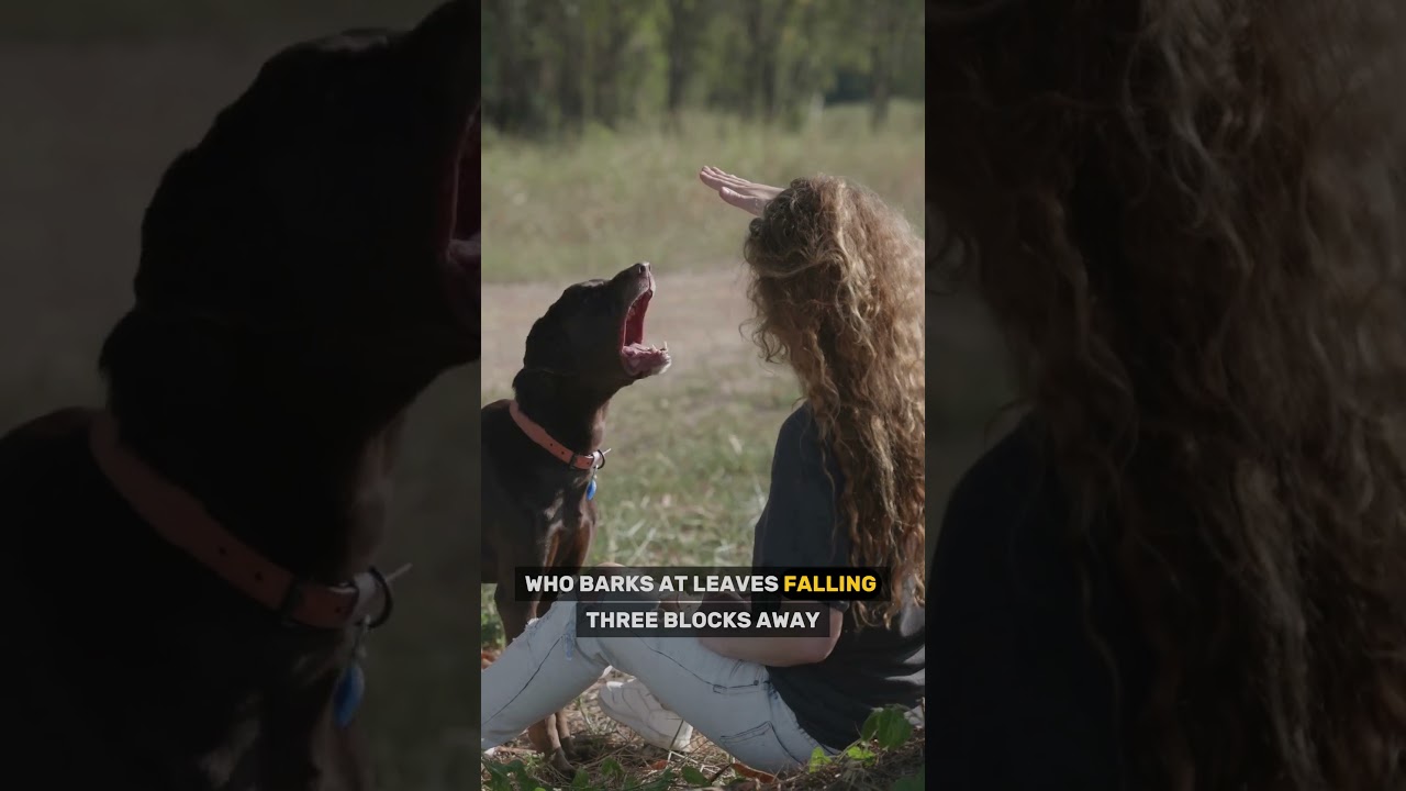 5 SHOCKING Lies About Labradors 🐾 You Still Believe! #labradorretriever #dogmyths